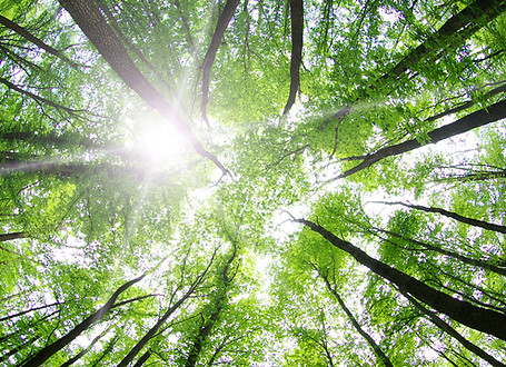 Forest Trees