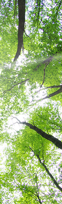 Forest Trees
