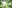 Forest Trees