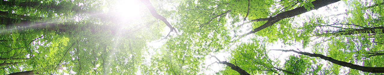 Forest Trees