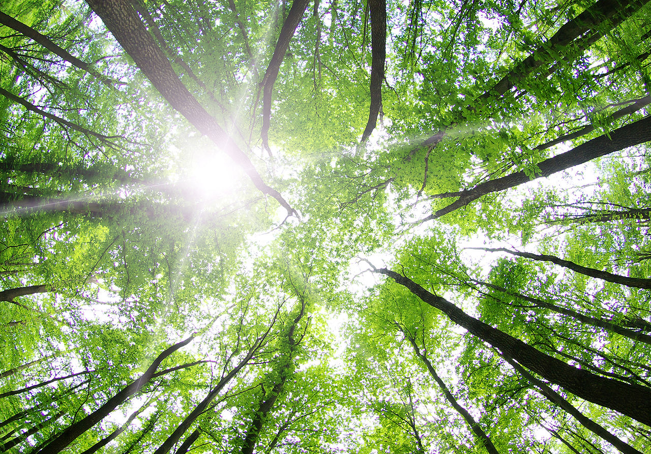 Forest Trees