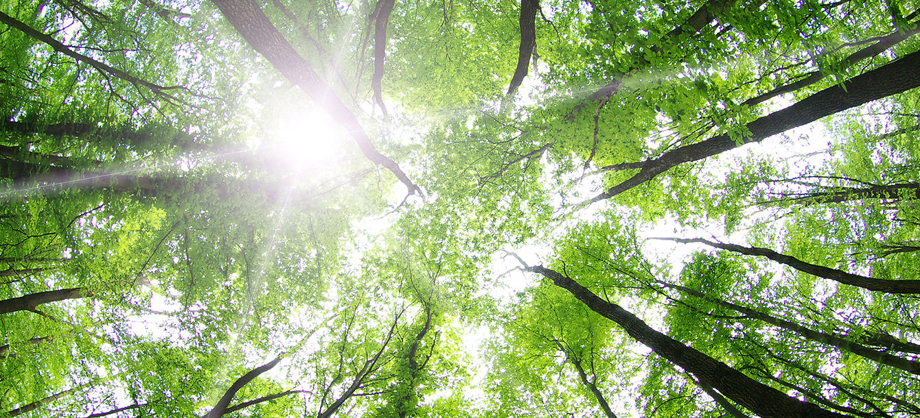 Forest Trees