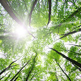 Les arbres forestiers