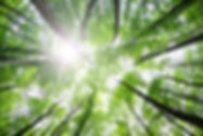 Les arbres forestiers