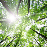Les arbres forestiers