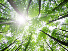 From search to reality - search engine plants fresh trees