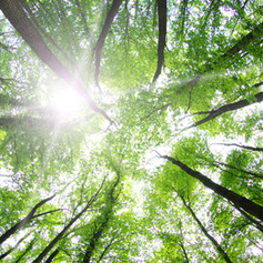 ecological low carbon footprint solution