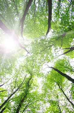 Forest Trees
