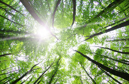 Wald im Sauerland bei Sonnenschein