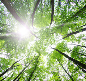 Forest Trees