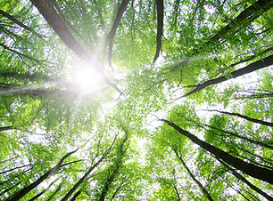 Árvores de floresta