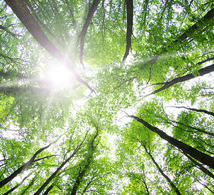 Les arbres forestiers