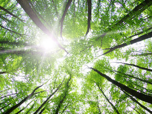 LinkedIn Job applications... Can't see the wood for the trees?