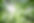 Forest Trees