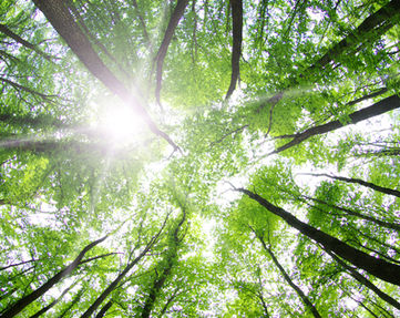 The foundation of our well-being lies in our lifestyle and connections. Like a tree, we flourish when we are nourished and rooted in the fertile soil of love and connection.