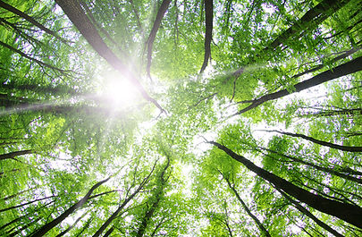 Les arbres forestiers