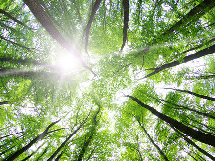 Planting trees to slow climate change not as straightforward as thought