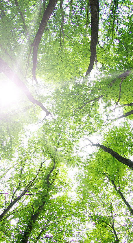 Forest Trees