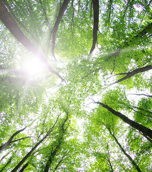 Forest Trees