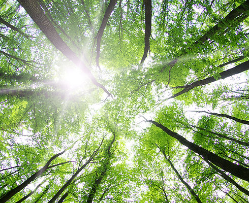 Forest Trees