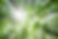 Forest Trees