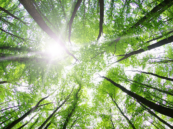 trees in a forest