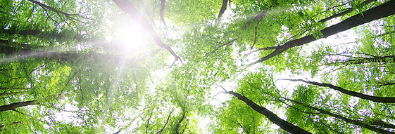 forest trees, nature, meditation, relaxing