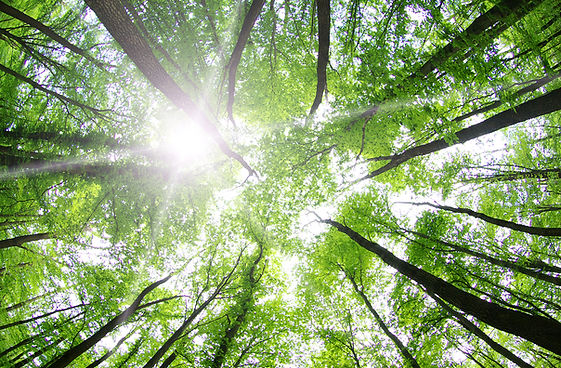 Forest Trees