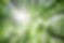 Forest Trees mellowness for Sophia Coltart Therapy