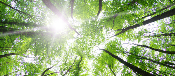 Nace El Árbol Menta
