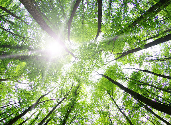 Forest Trees