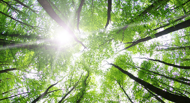 Forest Trees