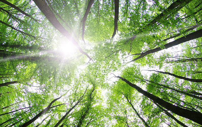 Hypnose Thérapeutique Ericksonienne