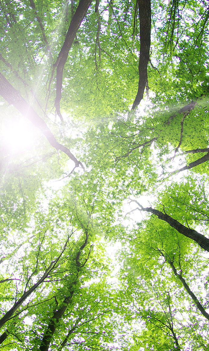 Forests are helping people to relax and reduce stress