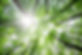 Photo of tree canopy looking up into the branches. JR Landworks field notes on forestry clearing services.