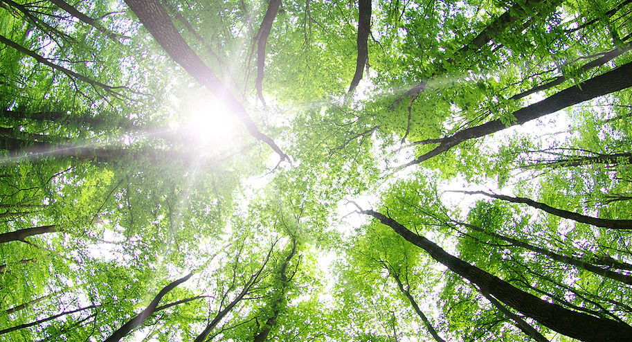 Forest Trees