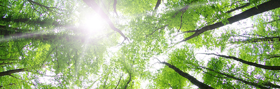 Forest Trees
