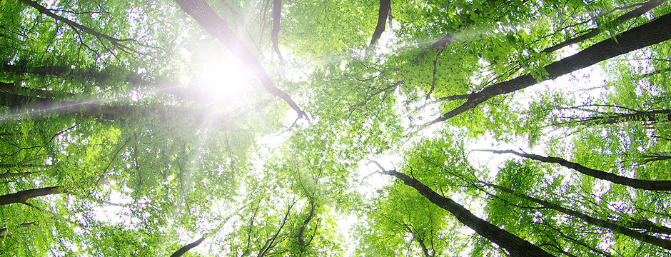 Forest Trees