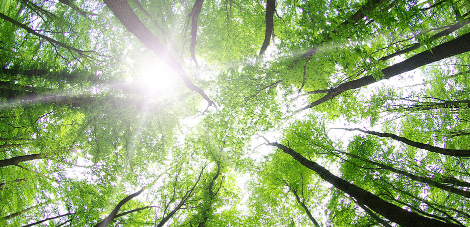 Les arbres forestiers