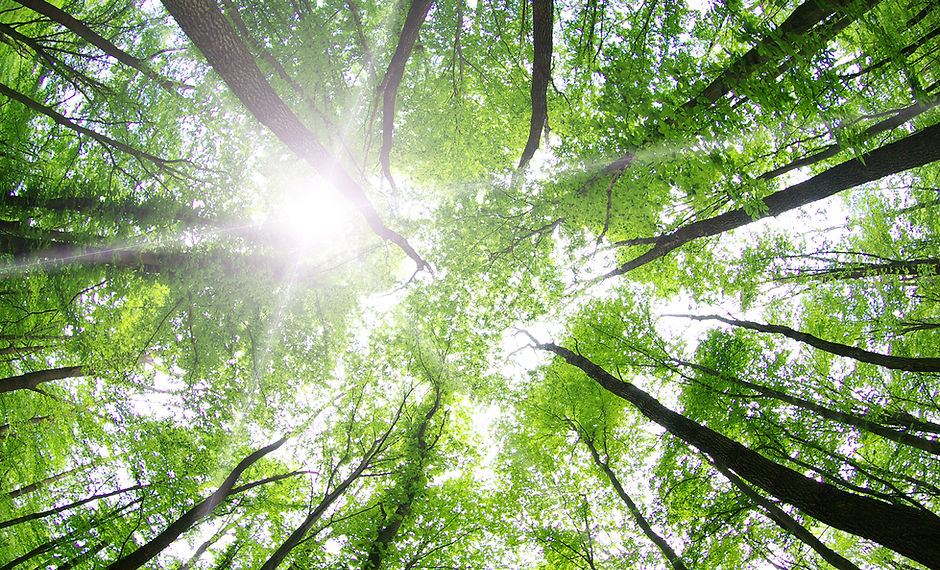 Les arbres forestiers