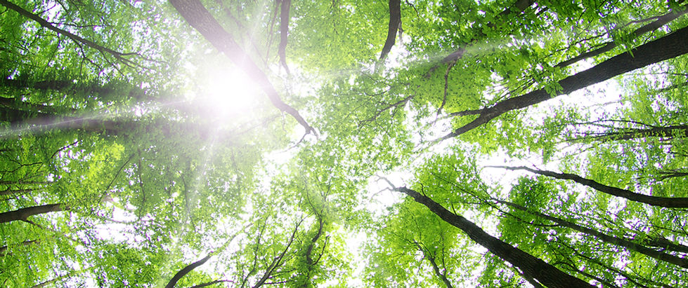 Divine Living Blog, Ray of Sunlight, Ray of Sunshine, Trees, Forest