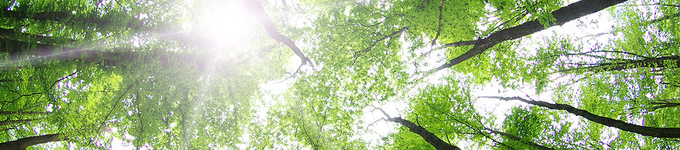 Forest Trees
