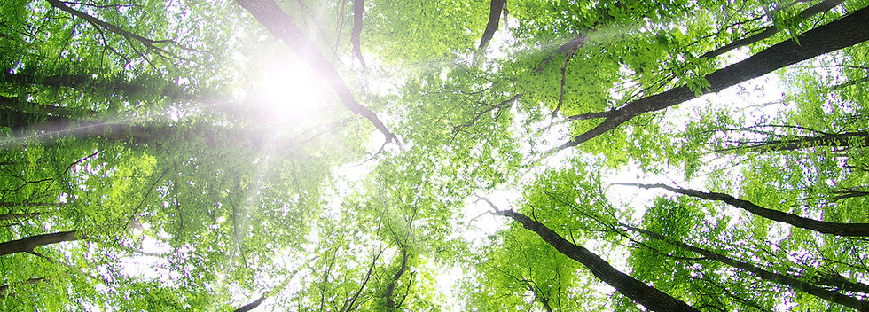 Árboles forestales