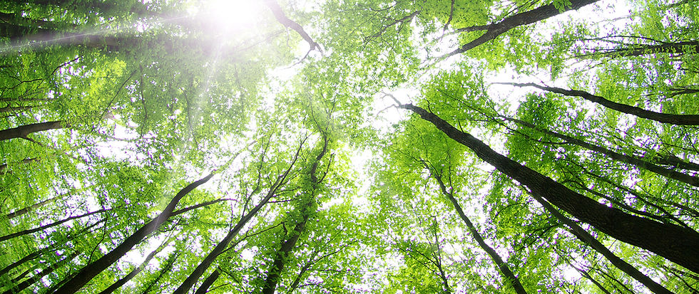 Forest Trees