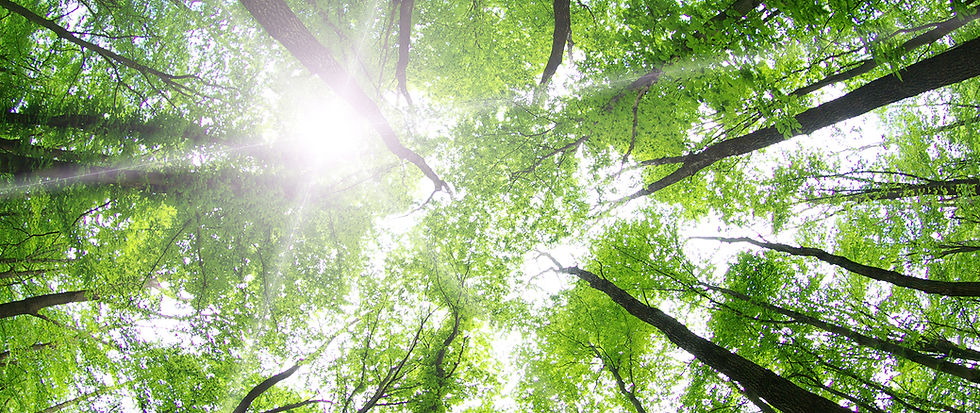 Forest Trees