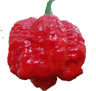 Moruga scorpion.gif