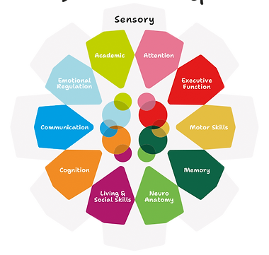 Safeguarding 1 FASD informed_Spectrum of Needs.png