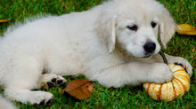 Puppies and Pumpkins--An irresistible combination!