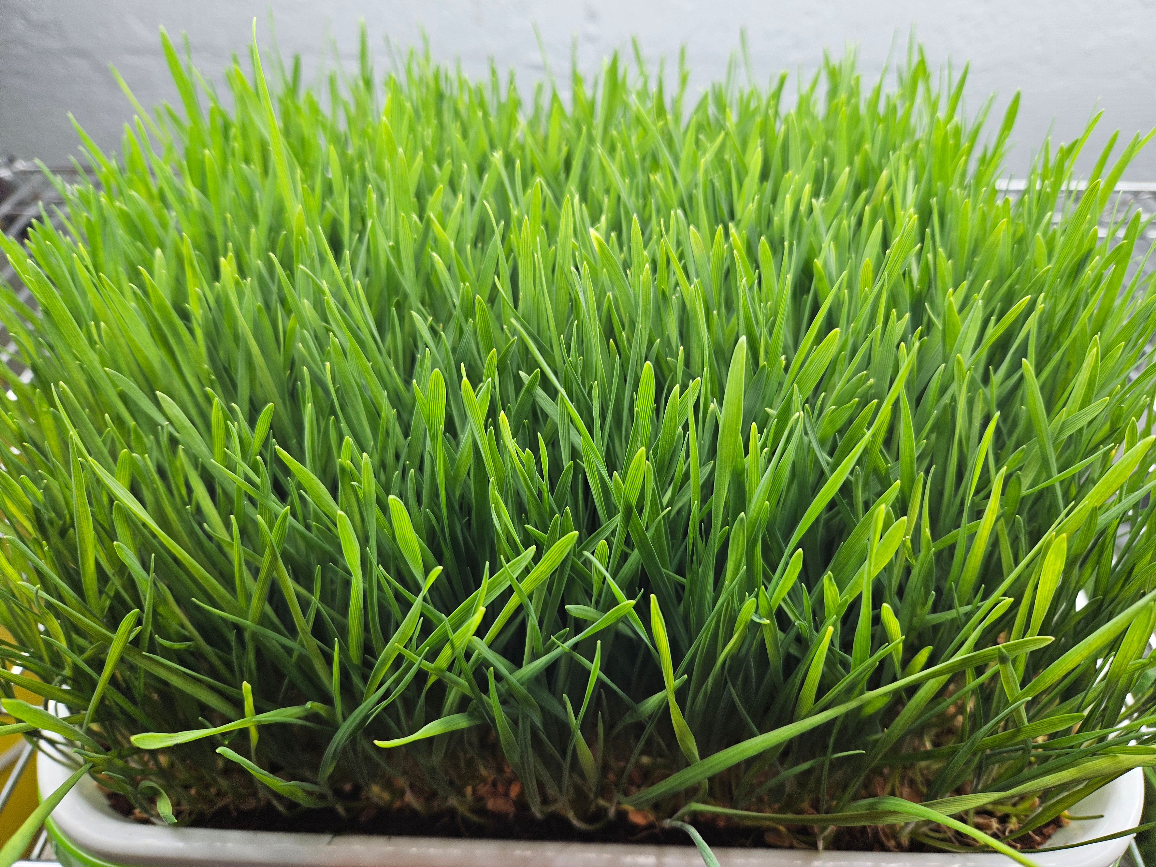 Wheatgrass
