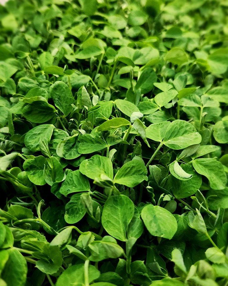Thumbnail: Pea Shoots
